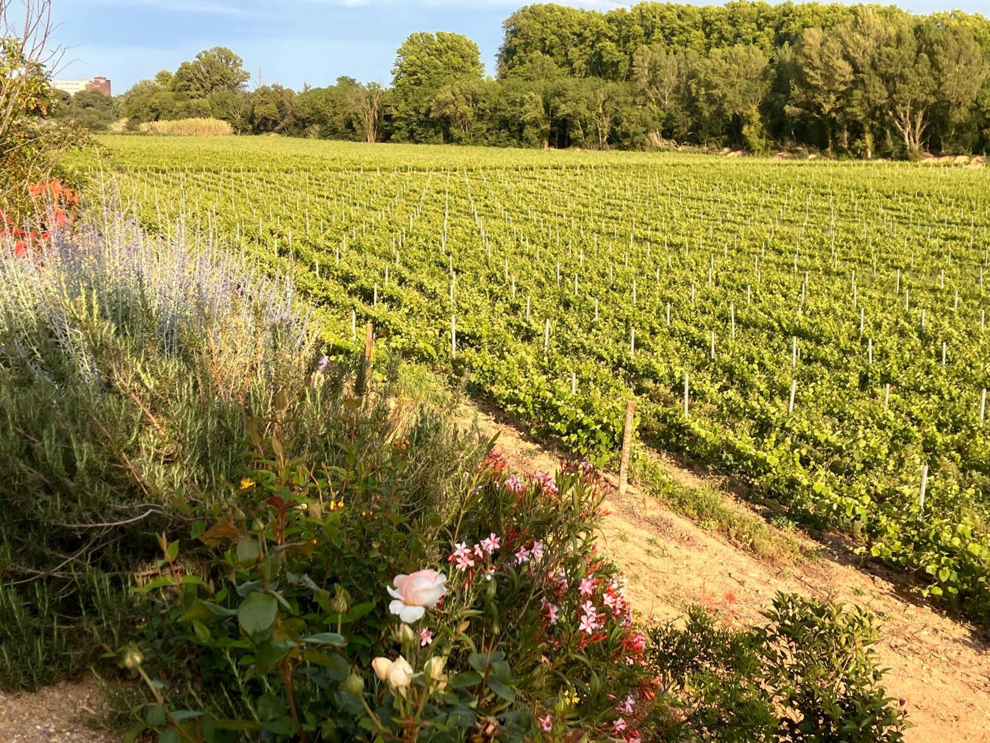 Domaine De L'Herbe Sainte Mirepeisset Kültér fotó